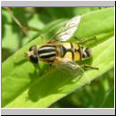 Helophilus trivittatus - Grosse Sumpfschwebfliege 07.jpg